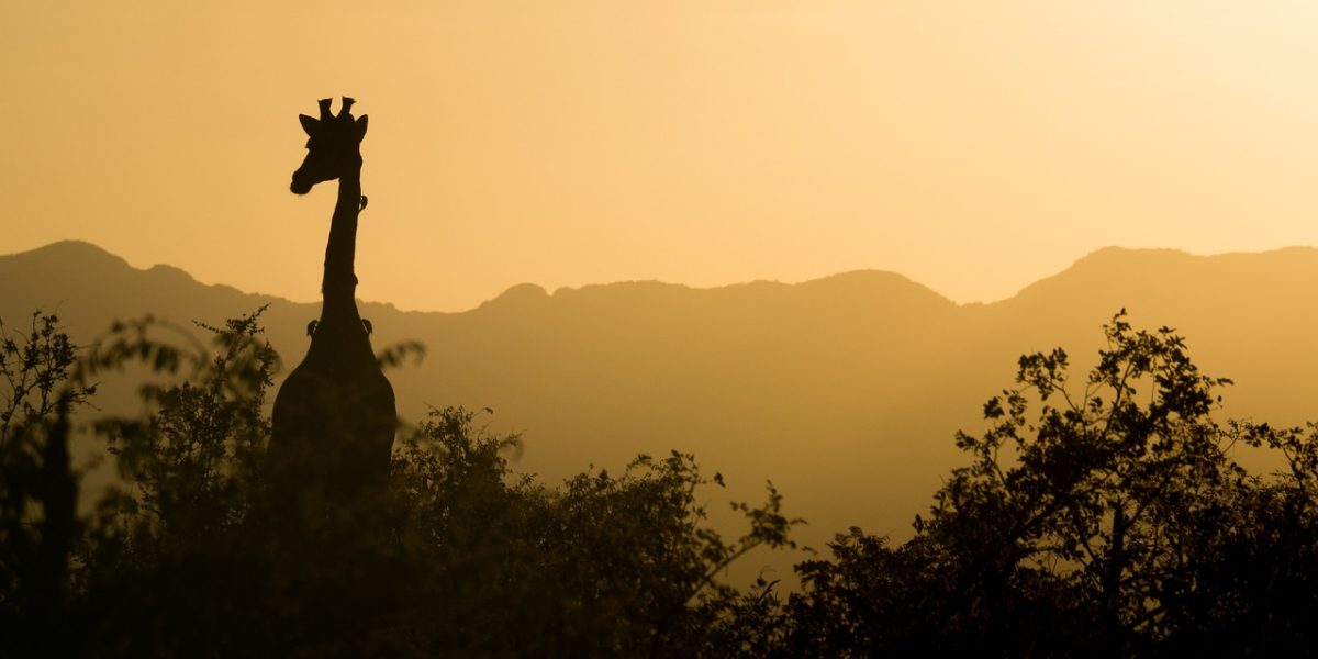 Sud Africa: Cancellazione e Riattivazione delle Società